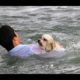 Top 10 Most Inspiring Dogs Rescue Videos Compilation - Emotional Animal Rescues Will Melt Your Heart