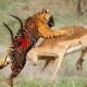 Top 10 Tiger Vs Animals fight caught on camera - Tiger vs Antelope, Crocodile, Lion, Bear, Buffalo
