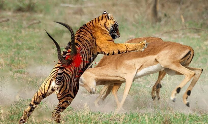 Top 10 Tiger Vs Animals fight caught on camera - Tiger vs Antelope, Crocodile, Lion, Bear, Buffalo