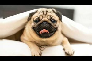 Top 10 cutest Dogs in the world ??