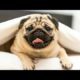 Top 10 cutest Dogs in the world ??
