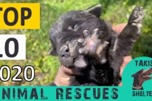 Top 10 most amazing animal rescues of 2020  - Takis Shelter