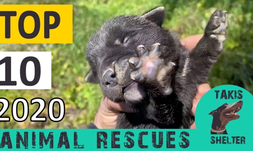 Top 10 most amazing animal rescues of 2020  - Takis Shelter