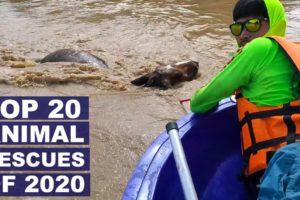 Top 20 Animal Rescues From 2020