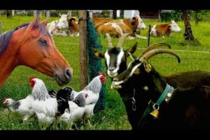 Top25 Most beautiful Farm Animals - rare breeds of lifestock, cattle, goats chickens horse poultry