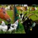 Top25 Most beautiful Farm Animals - rare breeds of lifestock, cattle, goats chickens horse poultry