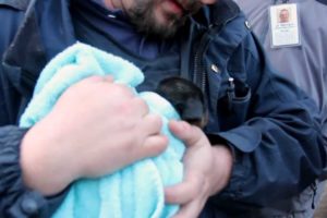 Trapped Puppy Rescued from Underground Pipe