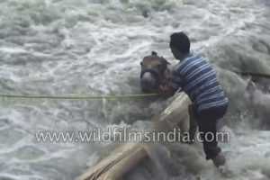 True hero: Man rescues Mule from flood-swollen Himalayan river