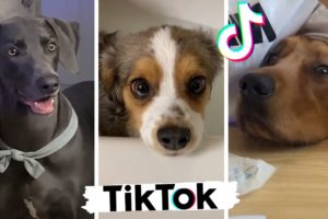 Ultimate Funniest Doggos & Cutest Puppies of TIKTOK ~ Best Compilation!