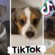 Ultimate Funniest Doggos & Cutest Puppies of TIKTOK ~ Best Compilation!
