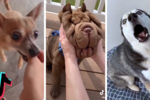 Ultimate Funniest Dogs and Cutest Puppies of TIKTOK Compilation