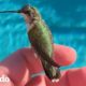 Un hombre la da una nueva oportunidad a un pequeño colibrí | El Dodo