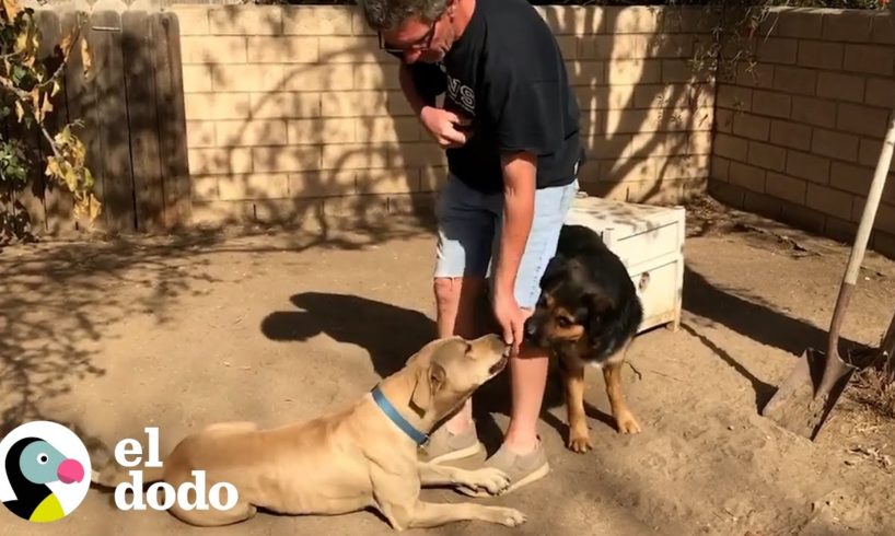 Un perro callejero se negaba a ser rescatado — hasta que apareció su mejor amigo | El Dodo