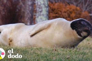 Una foca aparece en el patio de una casa | El Dodo