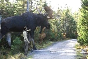 Unbelievable Giant Animals Caught on Camera - Biggest Animals in The World