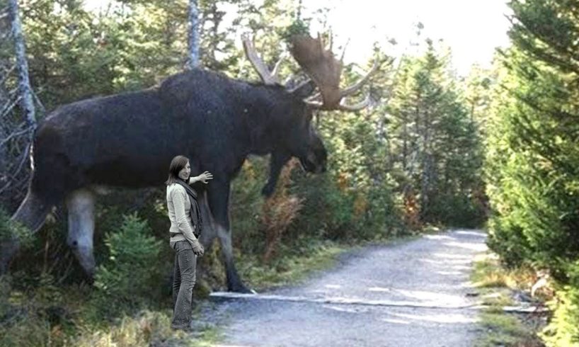 Unbelievable Giant Animals Caught on Camera - Biggest Animals in The World