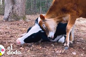 Vaca rescatada encuentra una hermanita | El Dodo