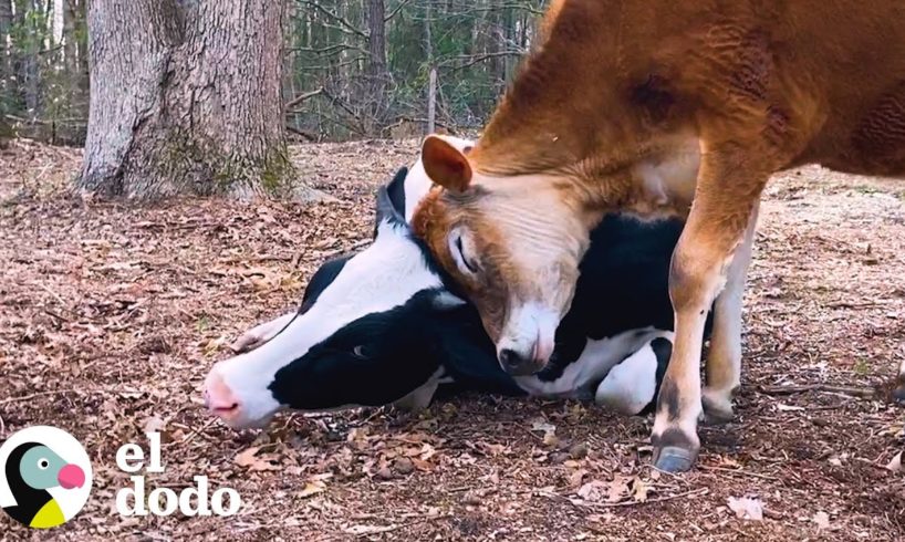 Vaca rescatada encuentra una hermanita | El Dodo