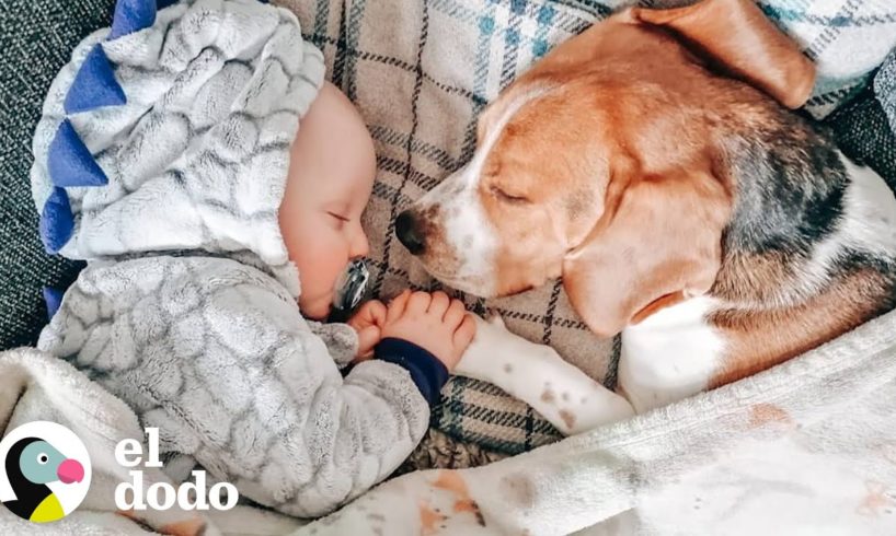 Ve como este perro y bebé crecen juntos | El Dodo