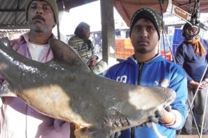 Very Rare Sea Fish | You Will Be Wonder to See | Digha Mohana Fish Market West Bengal India
