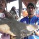 Very Rare Sea Fish | You Will Be Wonder to See | Digha Mohana Fish Market West Bengal India