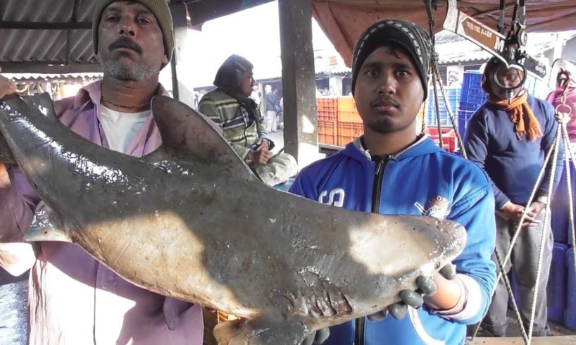 Very Rare Sea Fish | You Will Be Wonder to See | Digha Mohana Fish Market West Bengal India