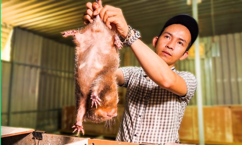 Vietnamese SUPER RATS for Dinner!!! Asia's Pandemic Proof Food!! | Surviving Vietnam Part 2