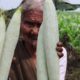 Village Style Snake Gourd Curry Recipe | My Grandma Style Curry | Country foods