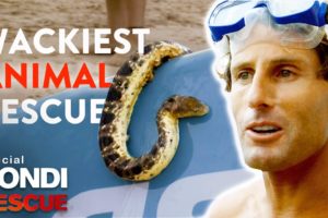 WACKIEST Animal Rescues on Bondi Rescue