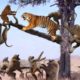 War Animals Tiger Hunting Monkey In The Tree; Leopards Hunt Antelope From The Tree; Lion vs Giraffe
