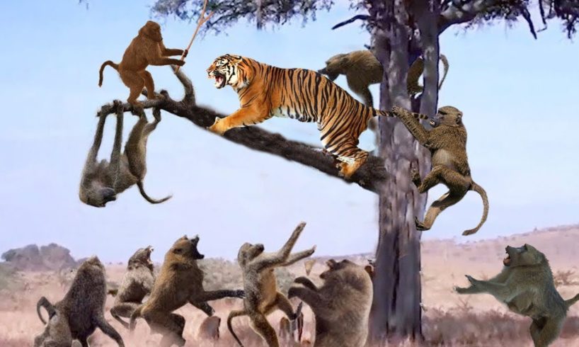 War Animals Tiger Hunting Monkey In The Tree; Leopards Hunt Antelope From The Tree; Lion vs Giraffe