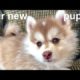 We got a puppy, it's a Pomsky!  [Meet the cutest puppy you have ever seen]