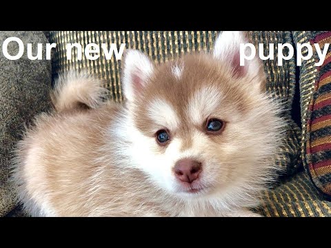 We got a puppy, it's a Pomsky!  [Meet the cutest puppy you have ever seen]