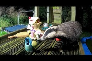 When Animals Come Out to Play | Adorable British Wildlife on this Children's Jungle Gym