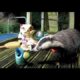 When Animals Come Out to Play | Adorable British Wildlife on this Children's Jungle Gym