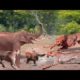 Wild Animal Battles 2021 - Elephant vs Lion, Crocodile, Zebras, Leopard, Tiger, Wild Dog ...