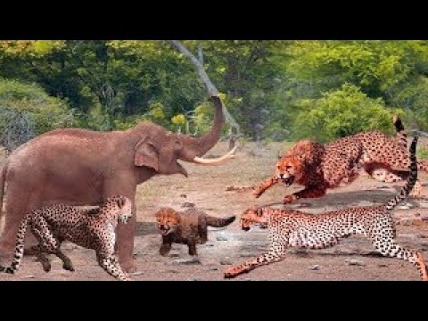 Wild Animal Battles 2021 - Elephant vs Lion, Crocodile, Zebras, Leopard, Tiger, Wild Dog ...