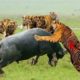 Wild Animals Fights Powerful Tiger vs Big Buffalo - Tigers gored because they attacked buffalo king