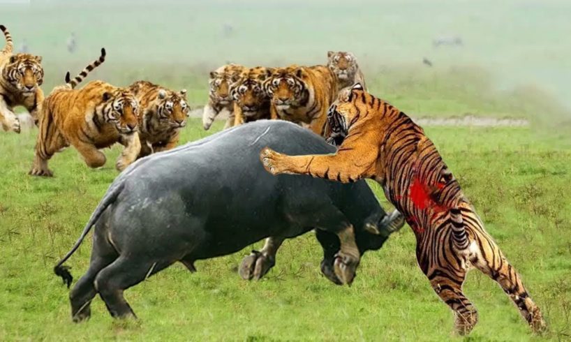 Wild Animals Fights Powerful Tiger vs Big Buffalo - Tigers gored because they attacked buffalo king