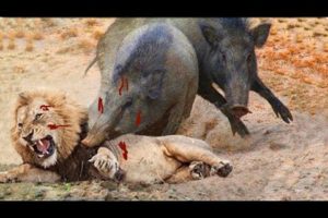Wild Boar vs Lion war, Can Pigs escape? || Elephants vs Rhinos, chasing Jaguars to save Antelopes