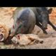 Wild Boar vs Lion war, Can Pigs escape? || Elephants vs Rhinos, chasing Jaguars to save Antelopes