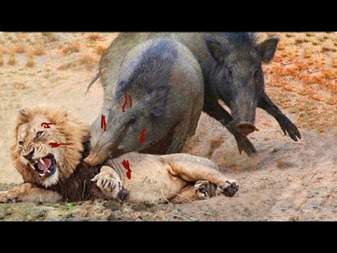 Wild Boar vs Lion war, Can Pigs escape? || Elephants vs Rhinos, chasing Jaguars to save Antelopes