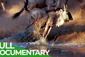 Wildlife Laws: Only the Fastest Will Survive | Free Documentary Nature