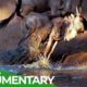 Wildlife Laws: Only the Fastest Will Survive | Free Documentary Nature