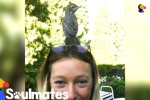 Woman Rescues A Baby Robin And Becomes His Best Friend | The Dodo Soulmates