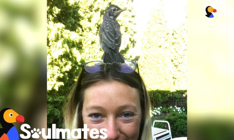 Woman Rescues A Baby Robin And Becomes His Best Friend | The Dodo Soulmates