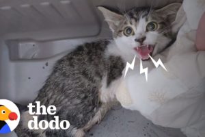 Woman Rescues A Very Angry, Growly Feral Kitten And Earns Her Love | The Dodo Cat Crazy