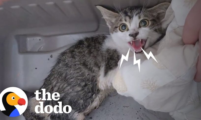 Woman Rescues A Very Angry, Growly Feral Kitten And Earns Her Love | The Dodo Cat Crazy