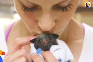 Woman Rescues Bats That Help Her Fight Anxiety | The Dodo