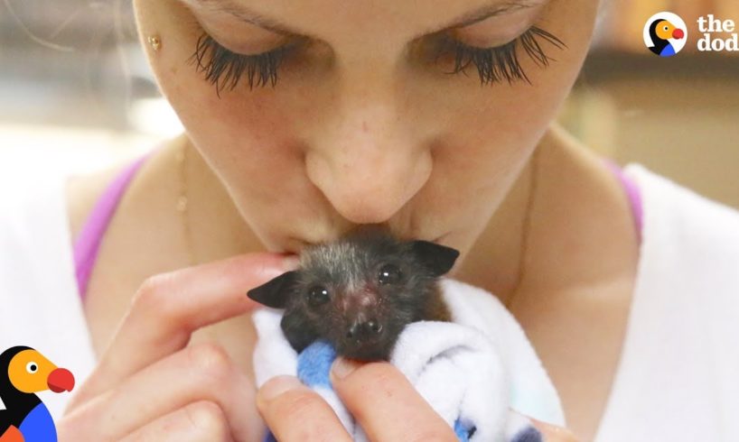 Woman Rescues Bats That Help Her Fight Anxiety | The Dodo
